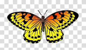 Butterfly , butterfly transparent background PNG clipart thumbnail