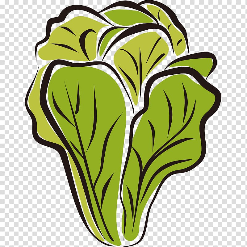 Romaine lettuce Lettuce soup Wrap , vegetable transparent background PNG clipart