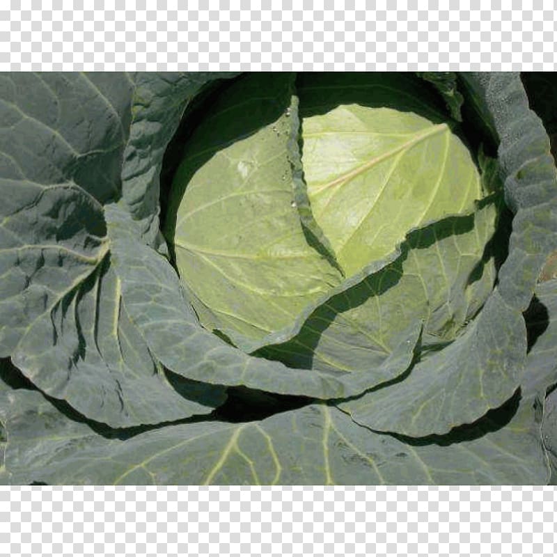 Cabbage Seed Vegetable Collard greens Sakata, green cabbage transparent background PNG clipart