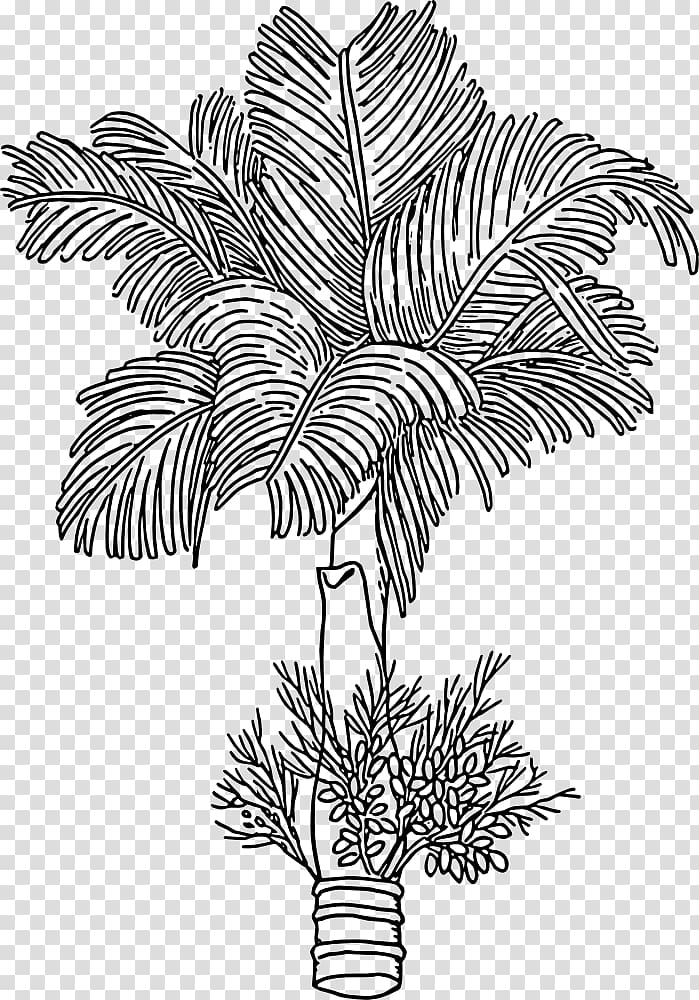 Areca palm Areca nut Betel Arecaceae Paan, betel leaf transparent background PNG clipart