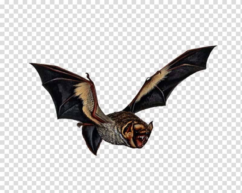 Vampire bat Bird Art, bat transparent background PNG clipart