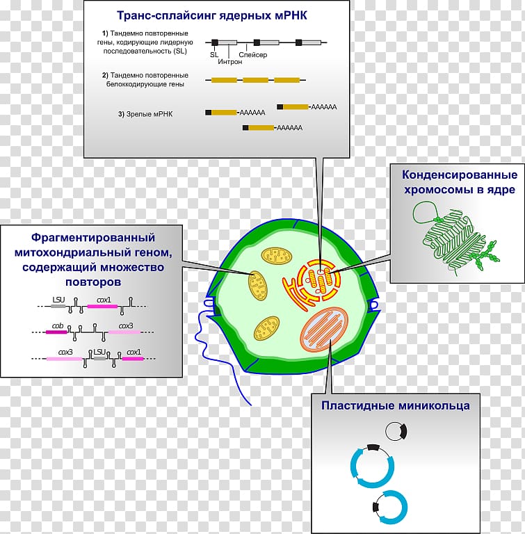 Dinoflagellates Genome Algae Chloroplast Cell, transparent background PNG clipart