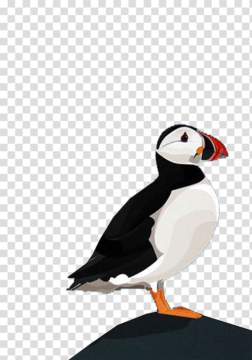 Puffin Parrot Bird Beak, Black and white parrot transparent background PNG clipart