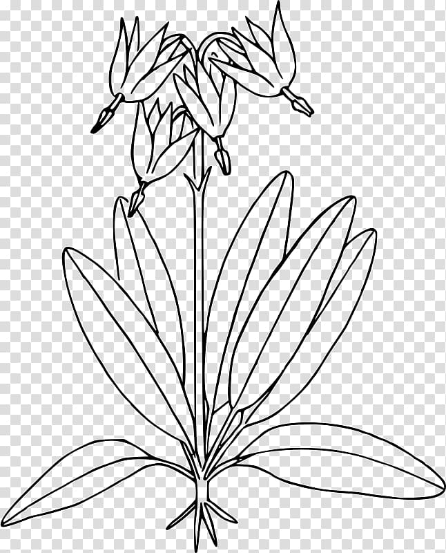 Botany Coloring Book (HarperCollins Coloring Books Flower , beautiful star transparent background PNG clipart
