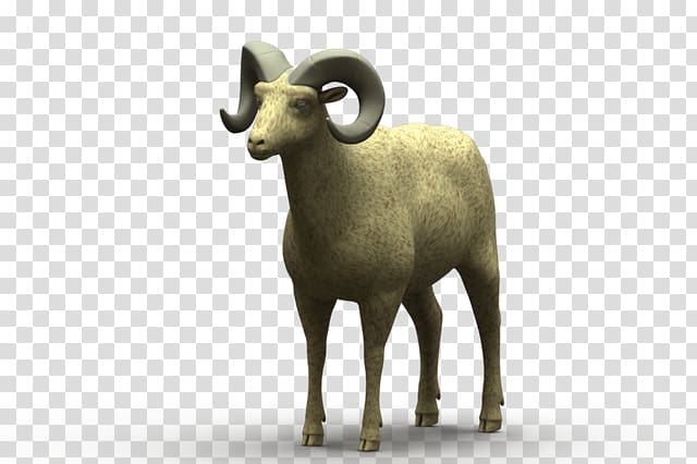 Argali Sheep Goat Wildlife Terrestrial animal, sheep transparent background PNG clipart