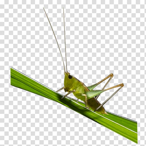 Grasshopper Caelifera Locust, grasshopper transparent background PNG clipart