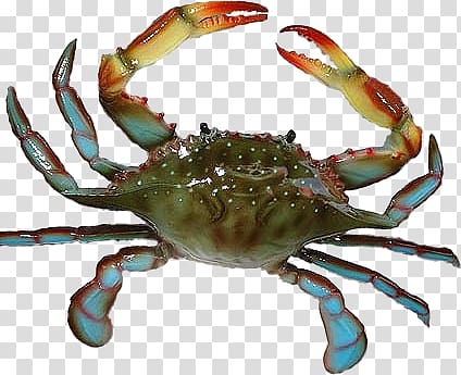 Chesapeake blue crab Crab cake Cajun cuisine Maryland, crab transparent background PNG clipart