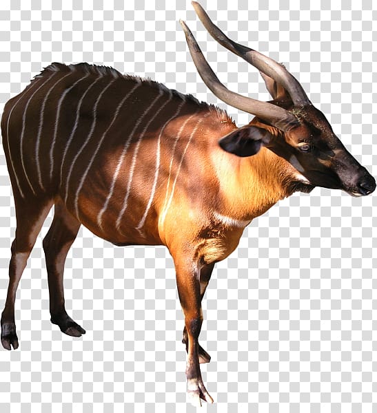 Bongo Kudu Antelope Goat Common eland, goat transparent background PNG clipart