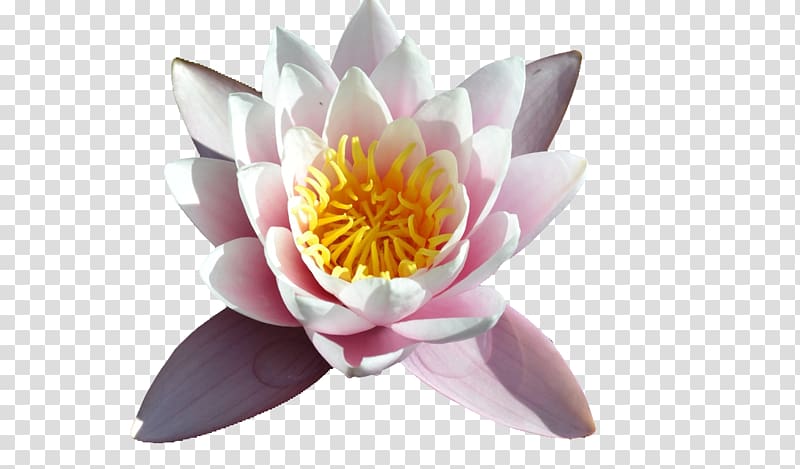 Cut flowers Aquatic Plants, waterlily transparent background PNG clipart