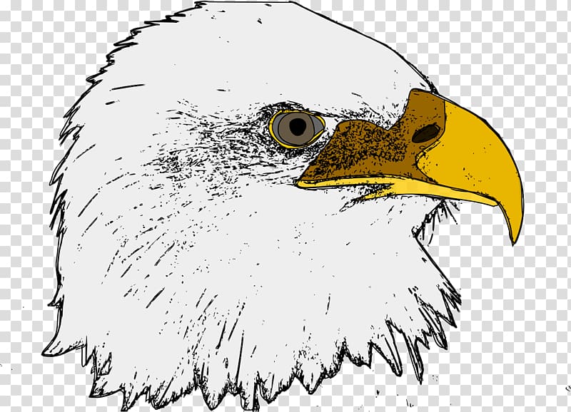 Bald Eagle Computer Icons , eagle transparent background PNG clipart