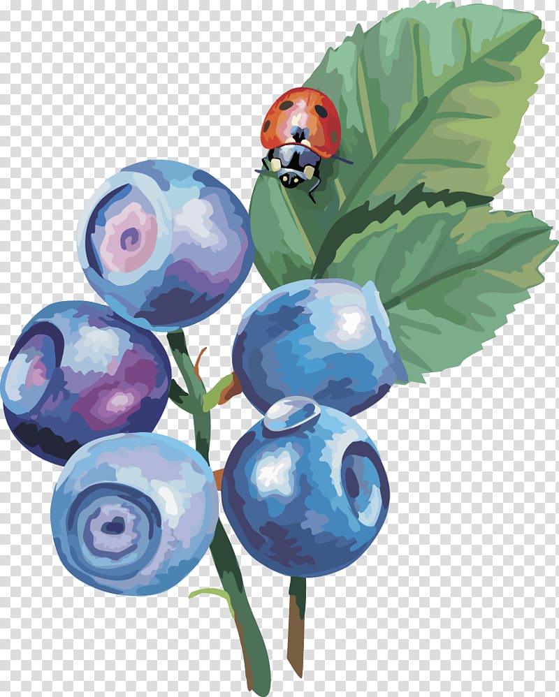 red beetle on grapes painting, Bilberry Drawing , lantern fruit blueberry fruit,blueberry transparent background PNG clipart