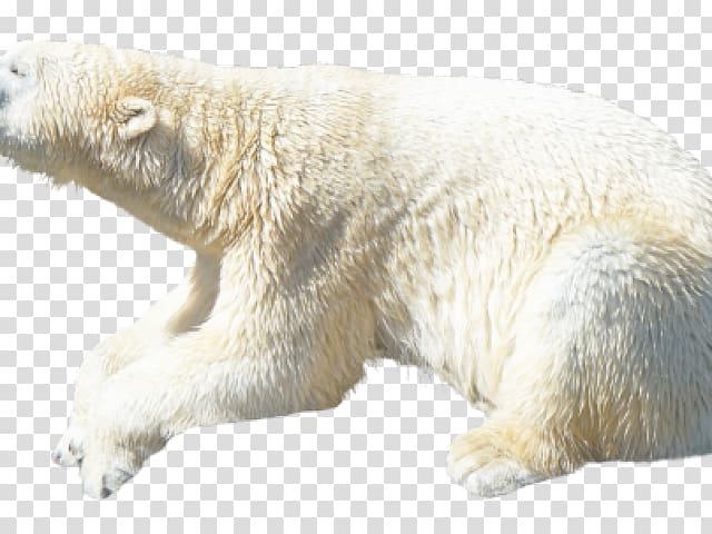 Polar bear American black bear Earless seal Walrus Portable Network Graphics, polar bear transparent background PNG clipart