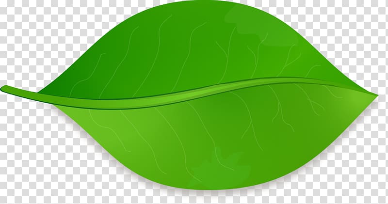 green leaf illustration, Leaf shape Drawing , Leaf transparent background PNG clipart