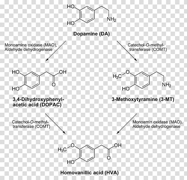 Dopamine transporter Catecholamine Dopaminergic pathways Levodopa, others transparent background PNG clipart