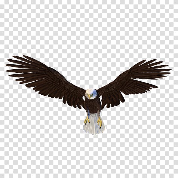 black and white American eagle illustration, Bald Eagle Bird, Eagle transparent background PNG clipart