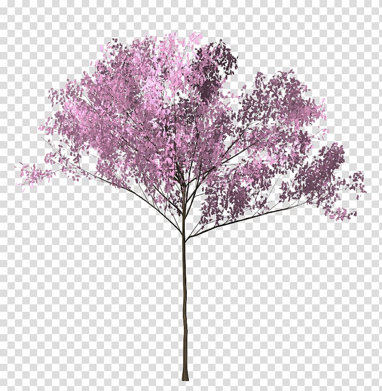 Prunus Serrulata Transparent Background Png Cliparts Free