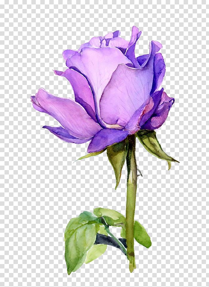 purple rose flower illustration, Rose Flower Watercolor painting Purple, plant transparent background PNG clipart