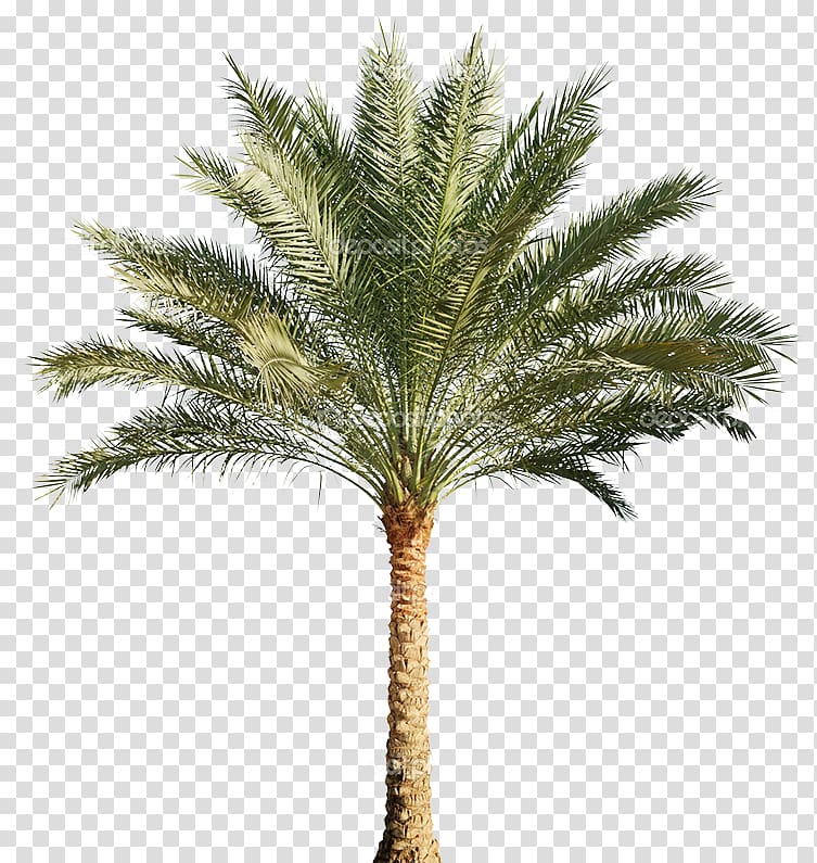 Arecaceae Tree Pygmy date palm, tree transparent background PNG clipart