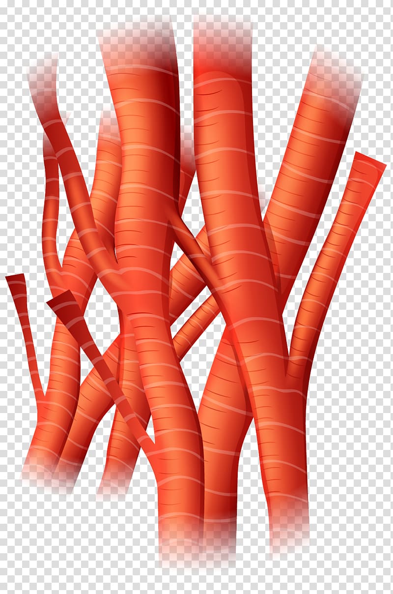 Blood vessel Artery Cell Heart, hand-painted blood vessels transparent background PNG clipart