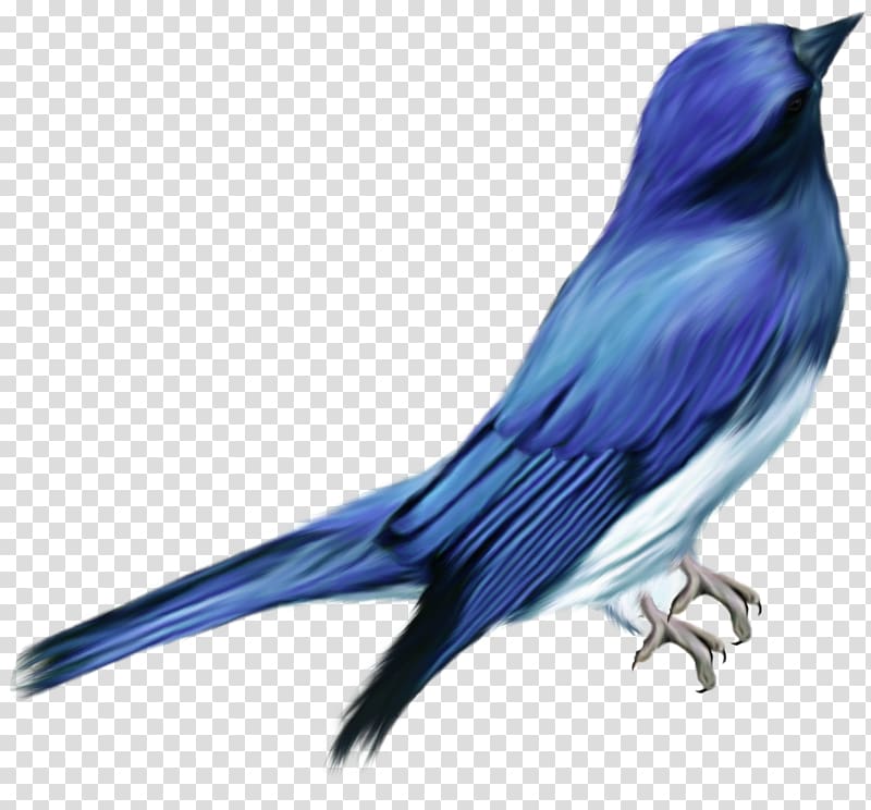 Bird, Birds,Birds transparent background PNG clipart