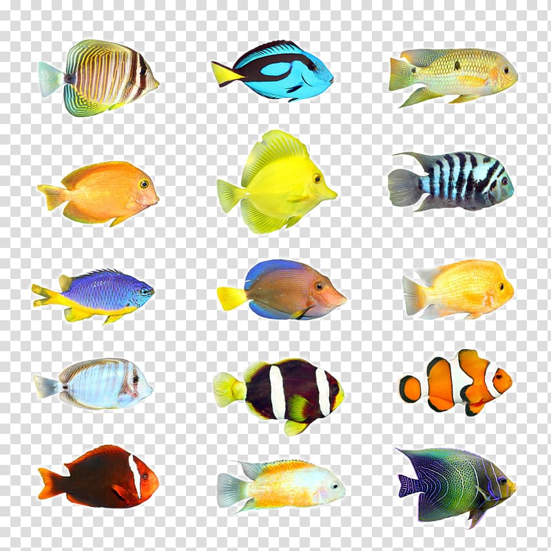 assorted-color fish illustration, Tropical fish Aquarium, Tropical Fish transparent background PNG clipart