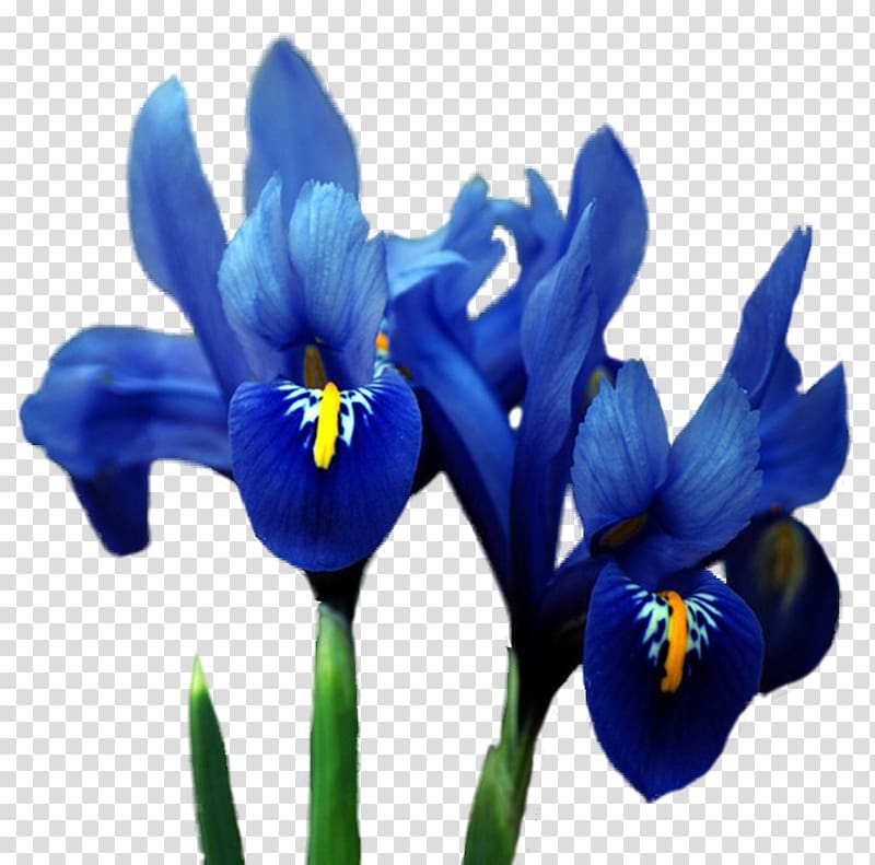 Orris root Irises Flower Blue, flower transparent background PNG clipart