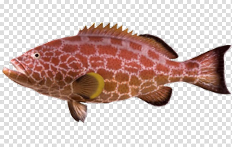 Northern red snapper Fish products Reptile Marine biology Fauna, fish transparent background PNG clipart