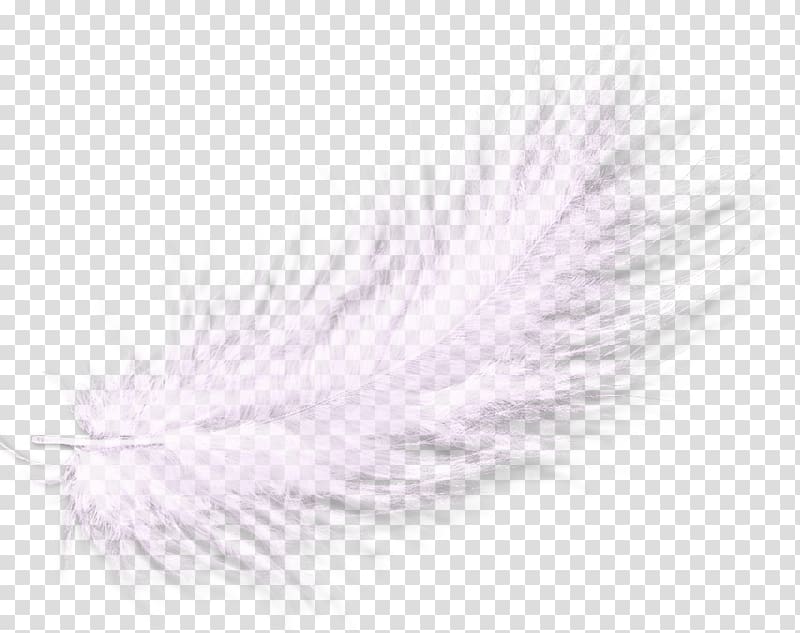 Feather, Feather material free to pull transparent background PNG clipart