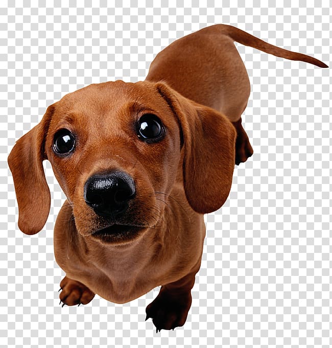 Dachshund Puppy Beagle Yorkshire Terrier Harrier, puppy transparent background PNG clipart