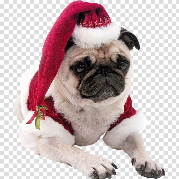 Pug Whippet Shih Tzu Puppy Christmas, pug transparent background PNG clipart
