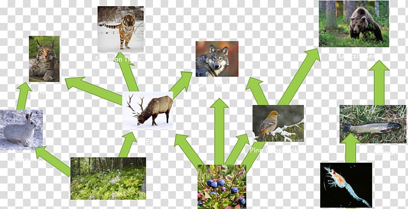 Moose Siberian Tiger Food web Food chain, others transparent background PNG clipart