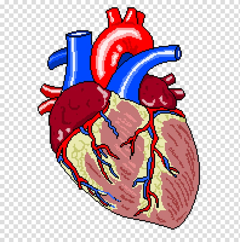 Heart failure Coronary artery bypass surgery Vascular bypass Cardiology, ecg transparent background PNG clipart