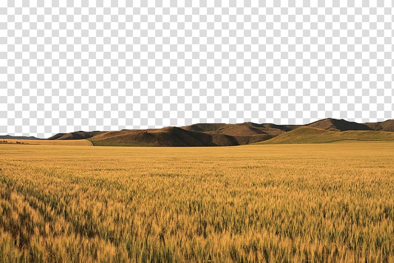 Gold, Golden yellow wheat field transparent background PNG clipart