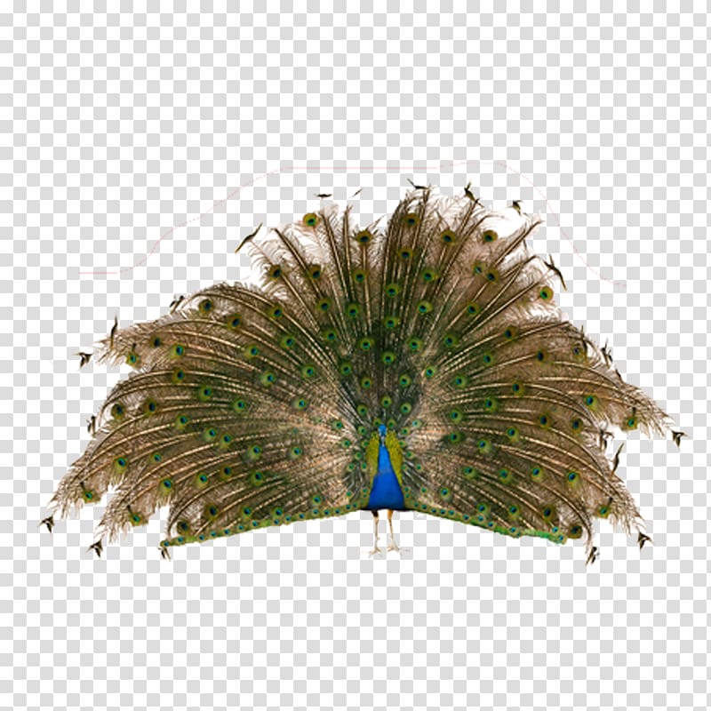 Bird Asiatic peafowl Feather, Peacock transparent background PNG clipart
