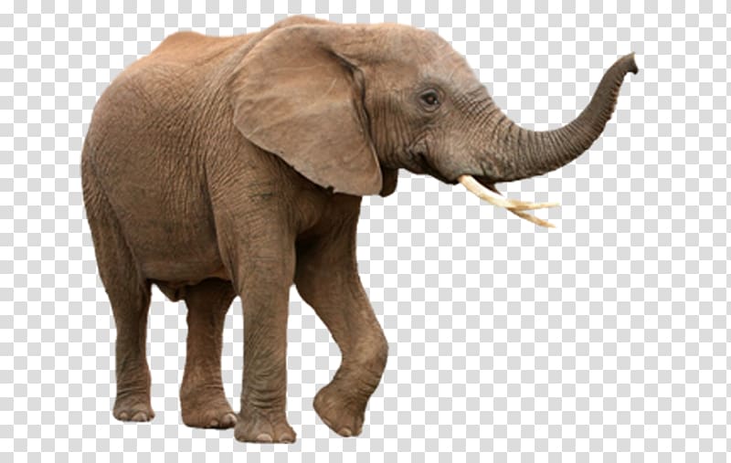 elephants stock clipart images