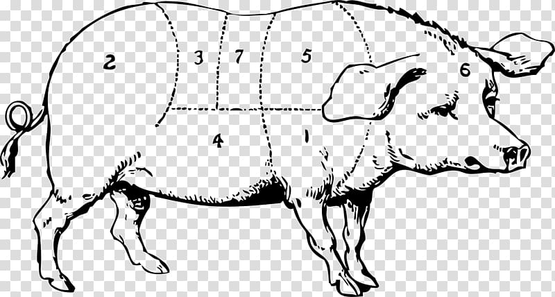 Vietnamese Pot-bellied Large White pig Drawing , guinea pig transparent background PNG clipart