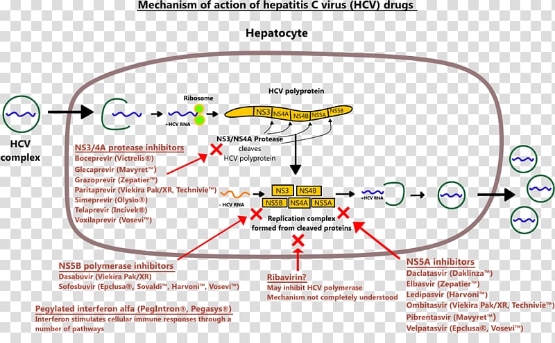 Ledipasvir/sofosbuvir Hepatitis C virus Mechanism of action Ribavirin, drug transparent background PNG clipart