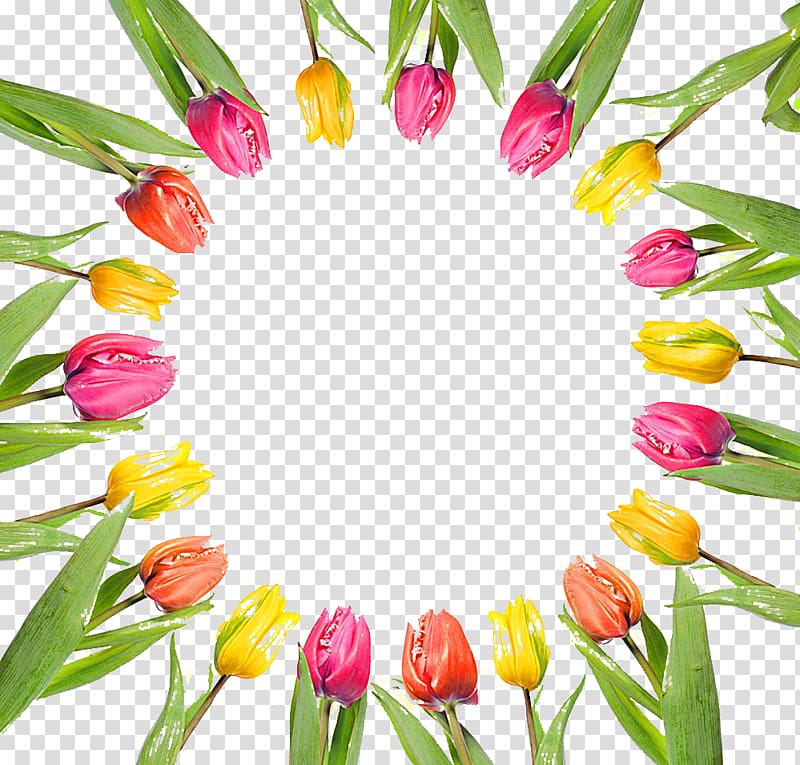 International Womens Day Holiday Ansichtkaart Woman Daytime, Tulip material around transparent background PNG clipart