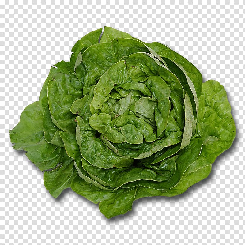 Butterhead lettuce Leaf vegetable Romaine lettuce Salad, salad transparent background PNG clipart
