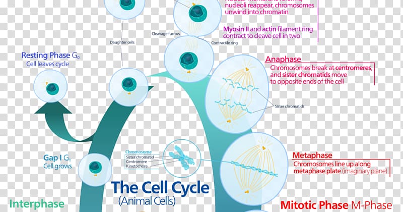 Cell cycle Mitosis Interphase Cell division, cell division transparent background PNG clipart