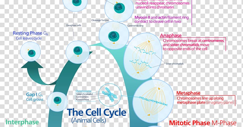 Cell Division Pie Chart