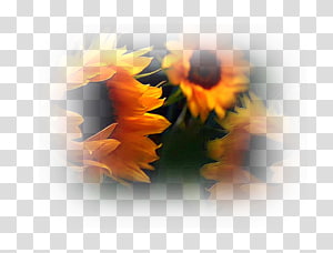 Watercolor painting , design transparent background PNG clipart thumbnail