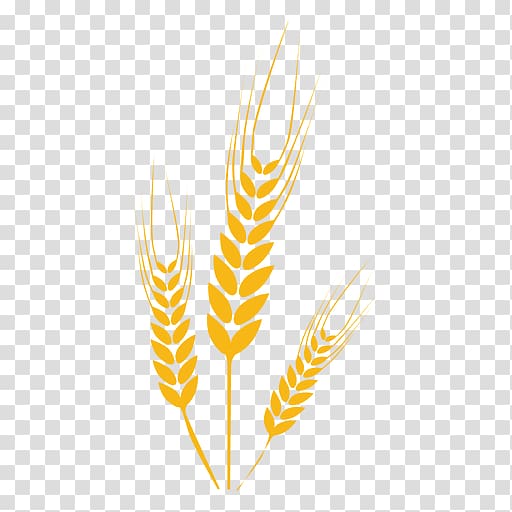 Wheat Computer Icons Drawing, wheat transparent background PNG clipart