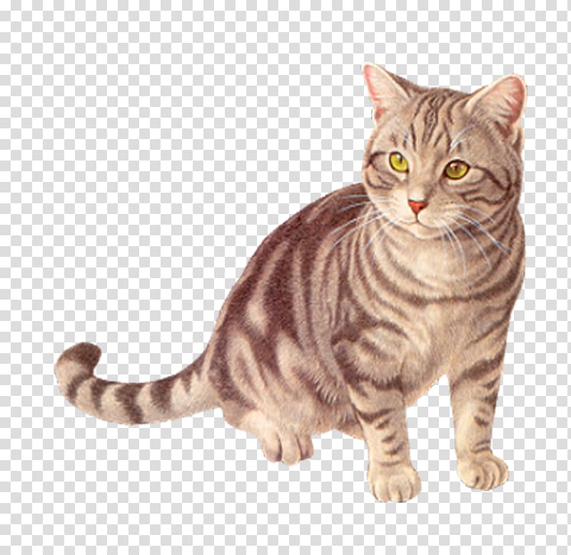 Basset Hound Cat Kitten, Pet kitten transparent background PNG clipart