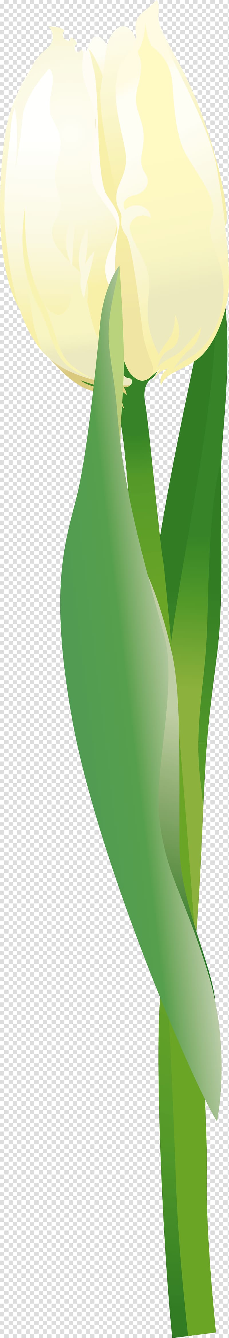 Arum Lilies Green , Leaf transparent background PNG clipart