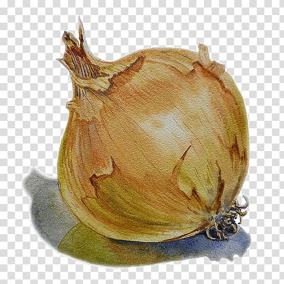 Onion Watercolor painting Vegetable Drawing, A garlic transparent background PNG clipart