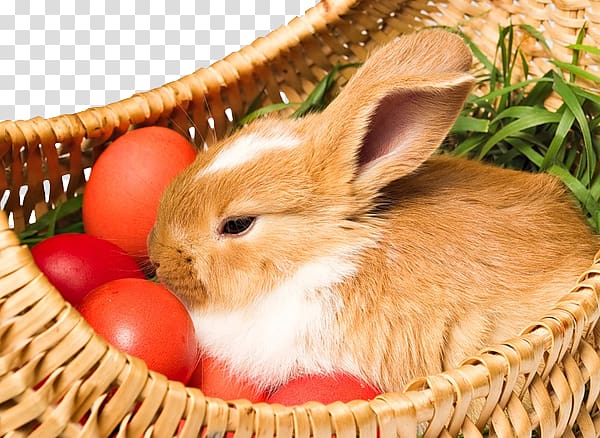 Easter Bunny Holiday Easter egg Holy Week, Basket bunny transparent background PNG clipart
