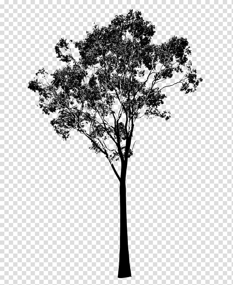 tree illustration, Gum trees Silhouette , eucalyptus transparent background PNG clipart