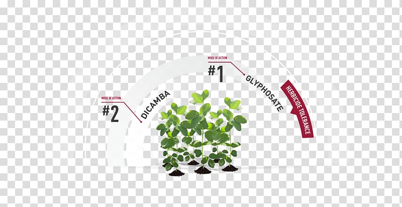 Herbicide Genetically modified soybean Glyphosate Dicamba, others transparent background PNG clipart
