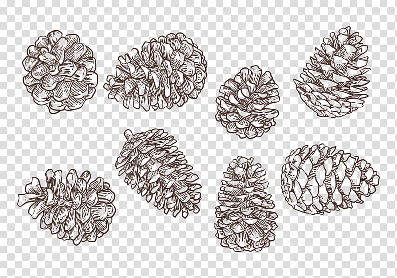 Conifer cone Drawing, pine cone transparent background PNG clipart